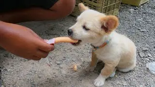 Feeding My Dogs With Fry Chicken Legs At Home Eating Delicious, Feeding Cute Puppies