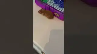 Just walking! #shorts #hamster #walk #dance #cute