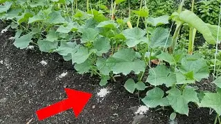 Granular Fertilizer Application in Cucumber
