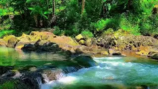 10 Hours Flowing River in Dense Forest | Real Pure Nature Sounds, No Music, No AI