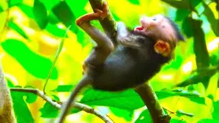 Quick Mom Jinx Responds as Baby Needs Help on a Tree Branch