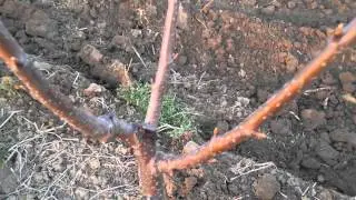 Formiranje vaze - druga godina proleće, posle rezidbe