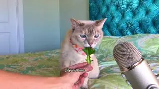 ASMR - CAT EATS LETTUCE