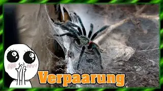 Dolichothele diamantinensis mating | Tarantula mating