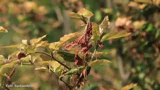 Sachsen: Frost trifft Forst - LAUSITZWELLE