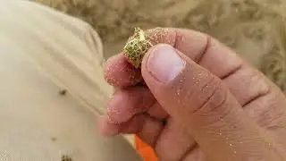 The Ultimate Beach Metal Detecting Adventure for Gold Rings!