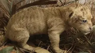 Most DANGEROUS Hybrid Animals
