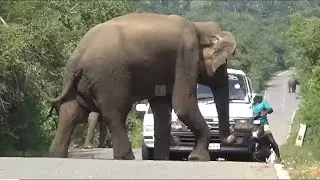 wild elephant charges road/tourist falls in fear.