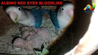 Albino Red Eyes ki Bloodline Kaise Strong Karen |  ریڈ  ایس کی بلڈ لائن کسے سٹرونگ کریں