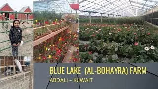 Road Trip To Albohayra Farm Kuwait