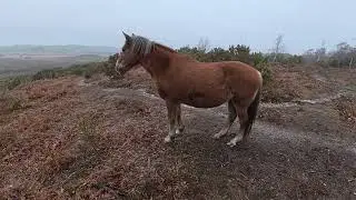 Walk around Burley & the New Forest