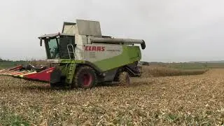 Mais dreschen 2023: Lohnunternehmen Englbrecht mit einem Claas Lexion 570