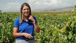 Vinos Sabores Almeria