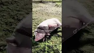 Piggy asked for it #farmerslife #keymailer #farming #farminggames #farminggameplay