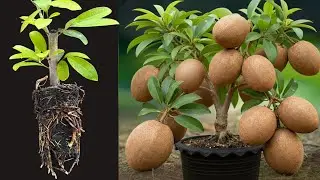 Creative Method Grafting Sapodilla Tree with banana and Aloe Vera