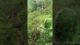 Penyamaran Rumput Liar Mikat Burcil Hinggap Satu Ekor #birds #shorts #darafamilychannel