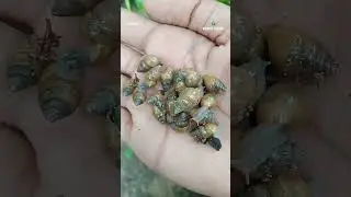 Snails on the hand #snail #world vision. 🐌( world life )