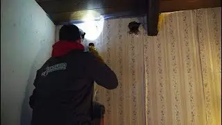 Flying Squirrel Removal - See Them Fly