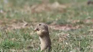 EUROPEAN GROUND SQUIRREL (Spermophilus citellus)