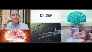 What effect does cocaine have on your brain... and how does it affect your health?