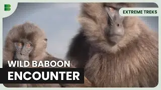 Gelada Baboon Encounter in Ethiopian Highlands | Extreme Treks