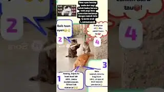 Bigboss oyen😼 #cat #videolawak
