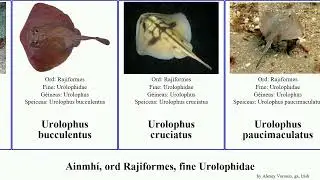 Ainmh&iacute;, ord Rajiformes, fine Urolophidae urolophus trygonoptera animal mucosa viridis gigas ovalis