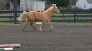 Pony Power! Audrey and Summer