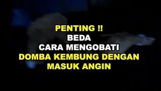 GT-KH #45 Dicari pak RT Domba Warga Kembung? Apa Beda Kembung dg Masuk Angin?