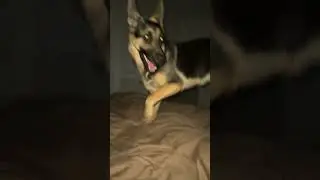 My bedtime routine is very important to me #dog