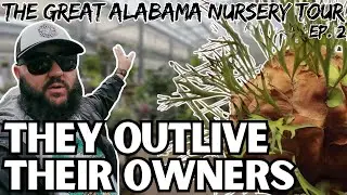 FINDING Botanical BLISS in Birmingham! | The Great Alabama Nursery Tour Ep. 2 - Collier's Nursery