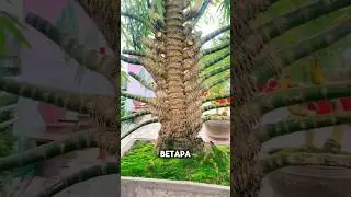 Eksplorasi Keunikan Bonsai Bambu dengan Ranting Terbanyak #shorts