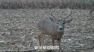 Land For Sale | Rock Island County, IL | Tillable - Hunting | 39.44 +/- Acres