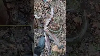 Massive Trout in Tennessee #trout #fishing