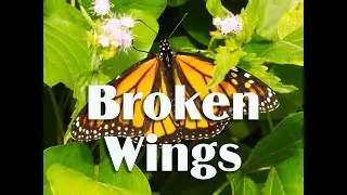 Broken wings