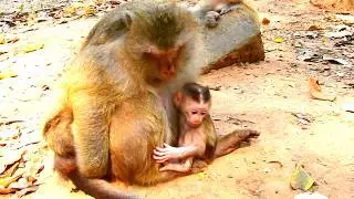 Lovely Sweet baby monkey, Boris wants to take a nap so Brianna rushes up tree