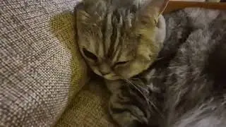Drowsy tabby