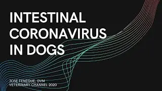 Veterinarian Explains: Intestinal Coronavirus Infection In Dogs | Canine Coronavirus