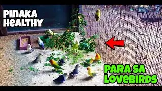 PINAKA HEALTHY SNACKS NG LOVEBIRDS PANG NESTING NA PANG MERYENDA PA!