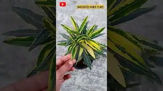 Variegated kaner plant:#HuzaifaGardening #shortsvideo #youtubeshorts #caretips #price #fartilizer