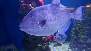 Aquarium pula
