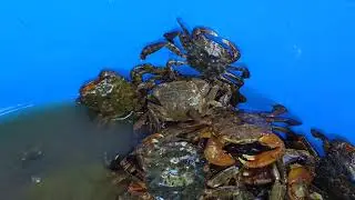 Crab Mentality 😃