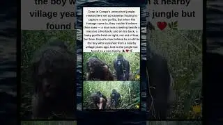 Boy Found Living Among Gorillas in Congo Jungle
