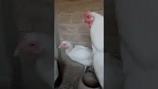 برڈ فلو کی بیماری اور اسکا حل،نشانیاں کیا ہیں؟؟؟  Birds flu disease sign and treatment