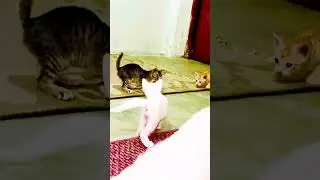 Furry family fun moment 😹😹😹#funny #kittens