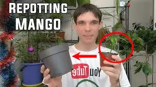 Repotting a Very Small Mango Plant