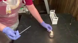 Aseptic Reactivation of a Lyophilized Culture