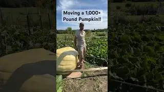 Moving a GIANT Pumpkin! #growingpumpkins #giantpumpkin #giantvegetables #giantfruits #garden