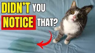 8 THINGS CATS DO WHEN THEY FEEL UNLOVED. 😿