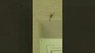 baby scorpion #scorpion #scorpions